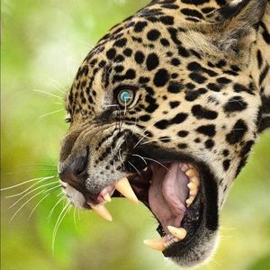 Meet your Posher, Bill